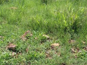 925 m² Land available in Hartbeesfontein