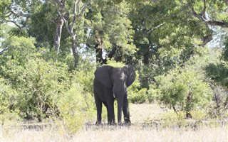 85 ha Farm in Hoedspruit