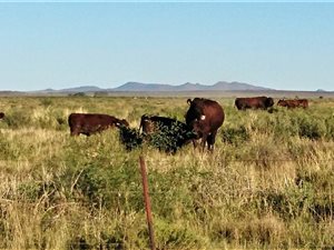 1514 ha Farm in Britstown