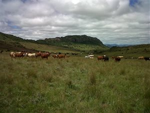 593 ha Farm in Queenstown