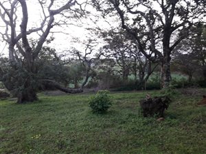 1001 m² Land available in Felixton