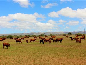 284 ha Farm in Mossel Bay Central