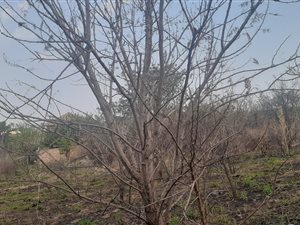 1400 m² Land available in Doringkruin