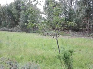 1 ha Farm in Somerset West Central
