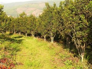35 ha Farm in Tzaneen