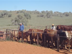 8137 ha Farm in Kuruman