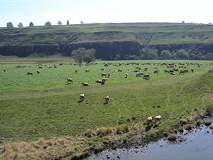 365 ha Farm in Underberg