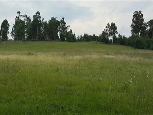 2.6 ha Land available in Mooi River