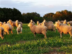 64 ha Farm in Riversdale