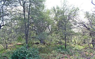 4900 m² Land available in Hoedspruit Wildlife Estate