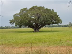 1419 ha Farm in Naboomspruit