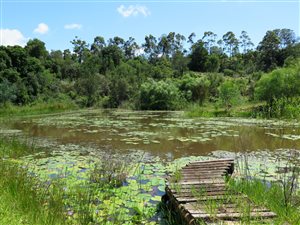 11.2 ha Farm in Plettenberg Bay