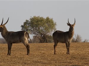 2288 m² Land available in Lekwena Wildlife Estate
