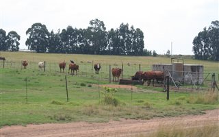 63 ha Farm with House in Bethal