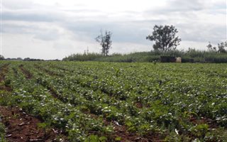 24.5 ha Farm in Waterval