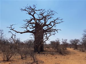 2053 ha Farm in Alldays