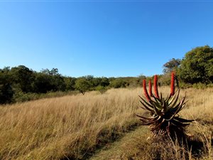 8.6 ha Farm in Hartenbos