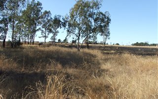 1.5 ha Land available in Nelsonia