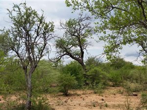 3777 m² Land available in Blyde Wildlife Estate