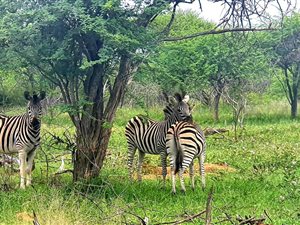 1 ha Land available in Bela-Bela (Warmbaths)