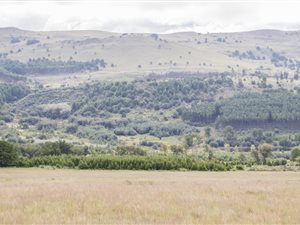 5000 m² Land available in Dullstroom
