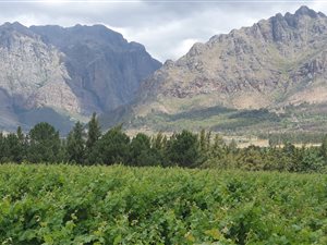 10.3 ha Farm in Paarl