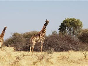 1 ha Land available in Bela-Bela (Warmbaths)