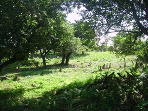 1351 m² Land available in Palm Beach