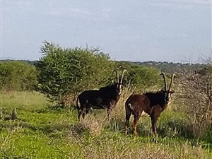 774 ha Farm in Zeerust