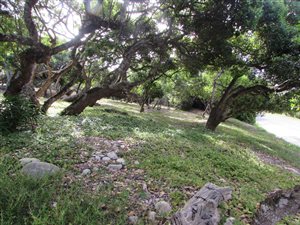 996 m² Land available in Sedgefield
