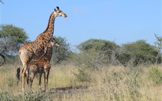 1.1 ha Land available in Moditlo Nature Reserve