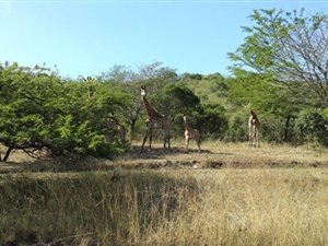 476.8 ha Farm with House in Empangeni