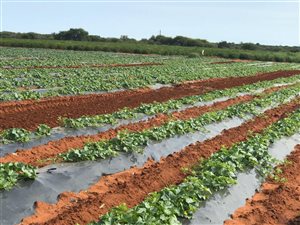 1318 ha Farm in Musina