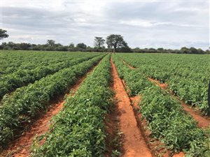 1318 ha Farm in Musina