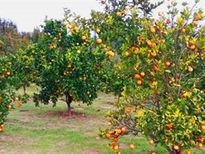 17.4 ha Farm in Thornhill