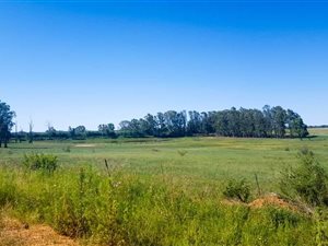 163 ha Farm in Parys
