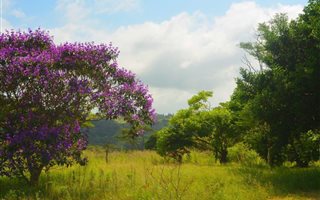 145 ha Farm with House in Izotsha