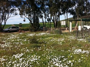 1486 m² Land available in Koringberg