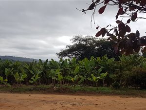 9 m² Farm in Tzaneen
