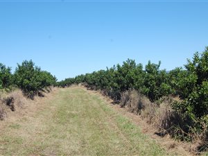 132 ha Farm in Cato Ridge