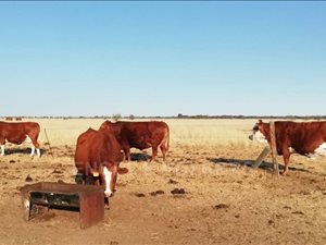 Farm in Delareyville