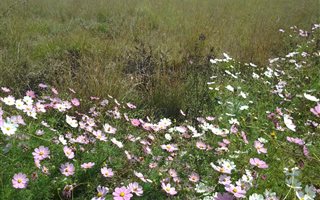 3182 m² Land available in Eendracht