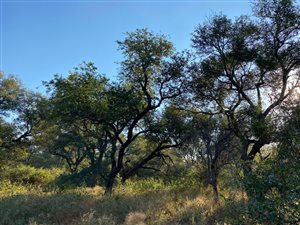 1 ha Land available in Hoedspruit