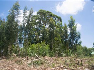 1223 m² Land available in Underberg