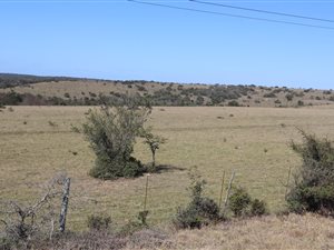 202 ha Farm in King Williams Town