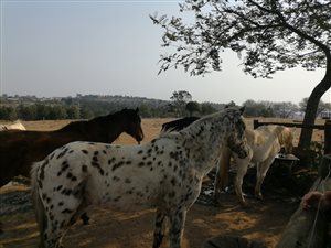 61.2 ha Farm in Bishopstowe