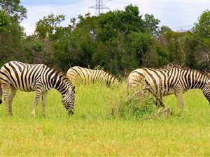 22 m² Land available in Dinokeng