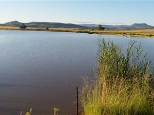 813 ha Farm in Aliwal North