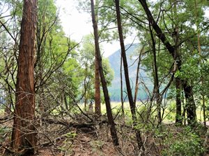 8.5 ha Farm in Tsitsikamma
