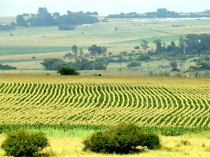 600 ha Farm in Bronkhorstspruit